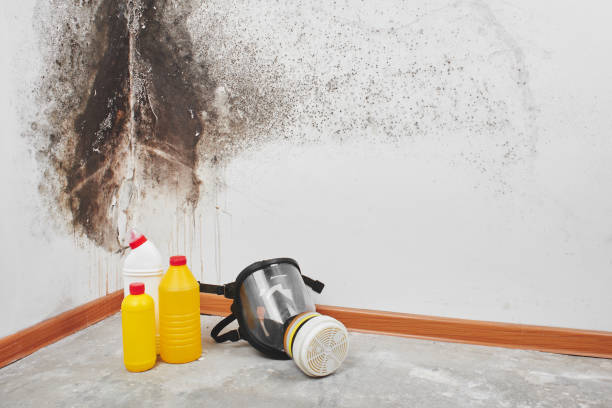 Mold Removal Process in Ingram, PA