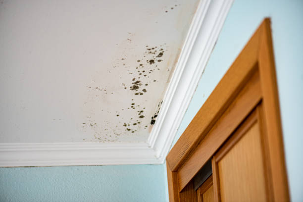 Best Residential Mold Removal  in Ingram, PA