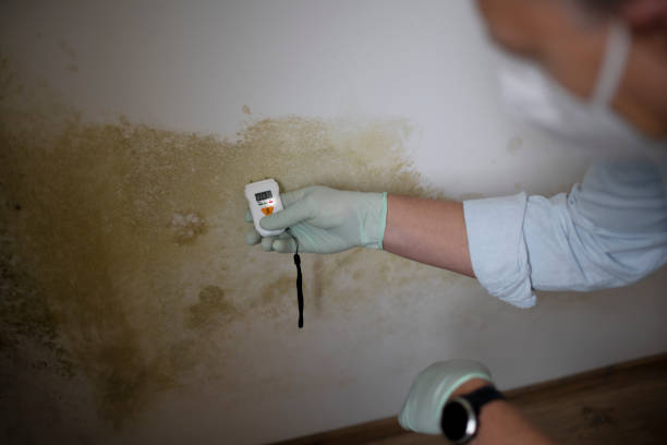 Best Local Mold Removal Service  in Ingram, PA