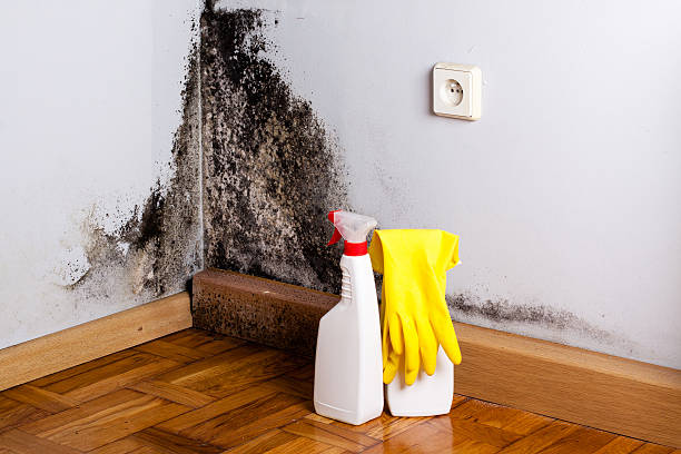 Best Mold Removal Process  in Ingram, PA