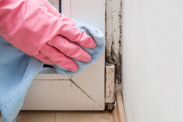 Best Fast Mold Removal  in Ingram, PA